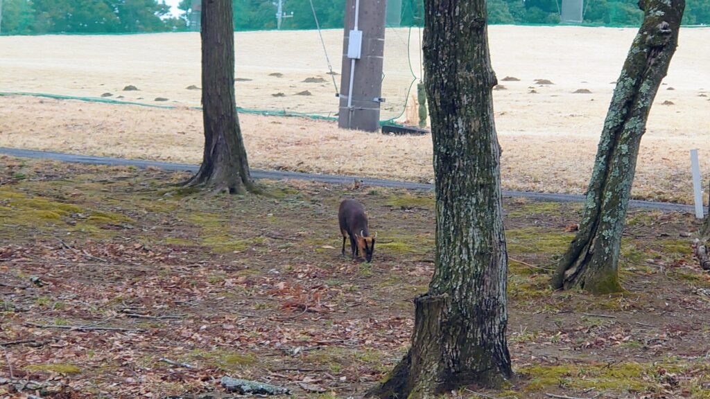 ロッテ皆吉台カントリー倶楽部 　キョン　あらわる
