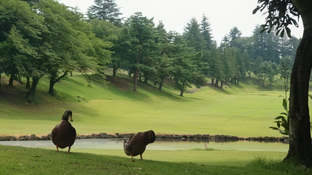 東京相武カントリークラブ カモ